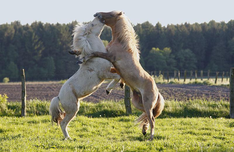 Valur und Gloi spielen e.jpg